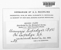 Uromyces lespedezae image